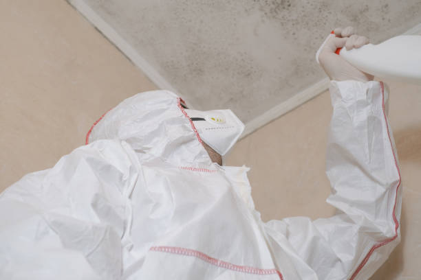 Best Attic Mold Removal  in Argos, IN